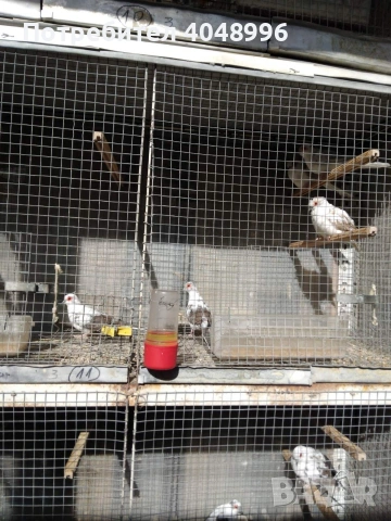 Диамантени гугутки