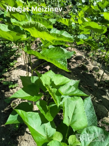 Каталпа НАНА фиданки, снимка 3 - Разсади - 51791021