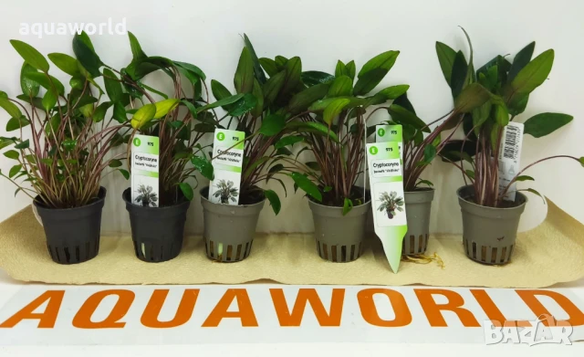 "ПРОМОЦИЯ" Криптокорина /Cryptocoryne beckettii Viridifolia/, снимка 2 - Оборудване за аквариуми - 49752110