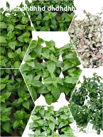 Фуксия За Двор и Саксия студоустойчива многогодишна .Цъфтеж обилен и през цялата година !