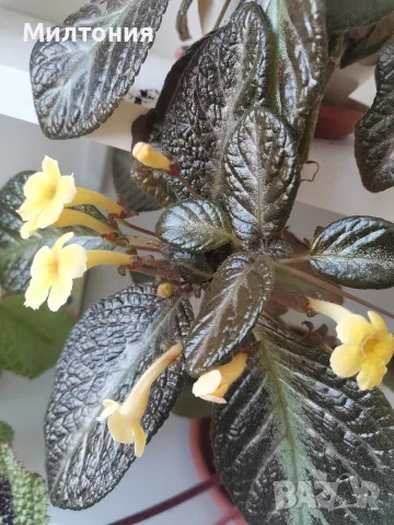 еписция episcia sun gold , снимка 4 - Стайни растения - 56280994
