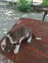 Куче плодхаунд...., снимка 1