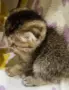Шотландско клепоухо котенце. Златна чинчила. Scottish fold. Момче, снимка 3