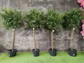Изкуствено маслиново дръвче, снимка 6