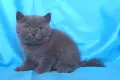 Чистокръвни Британски късокосмести котенца, снимка 8