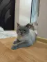 Подарявам мъжки британец, снимка 2