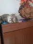 Дом за малко коте., снимка 1