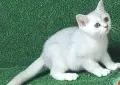 Британска късокосместа , снимка 2
