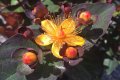 Hypericum Miracle Night (Хиперикум Вълшебна нощ), снимка 1 - Градински цветя и растения - 40448348