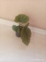 Стайни растения за дома , снимка 2