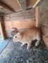 Зайци Великан и Чинчила, снимка 7