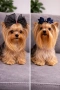 Мини Йоркширски териер , снимка 1