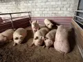 Продавам Прасета, снимка 2