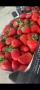 Продавам здрав разсад ягоди , снимка 5