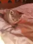 Британски късокосмести котета,  обезпаразитени с хигиенни навици , снимка 1