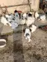 яйца от колумбийска брама , снимка 2