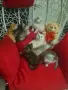 Британски късокосмести , снимка 7