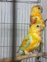 продавам поини папагали 2025 г, снимка 4