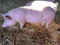 Продавам Прасета, снимка 5