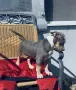 American Bully XL, снимка 3