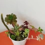Сукуленти вкоренени микс, снимка 1