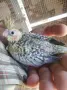 Корела за дохранване, снимка 1