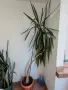 Юка лориоза (Yucca gloriosa) или Градинска Юка,, снимка 1