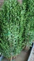 Лигуструм за жив плет , снимка 2