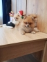 Померан померанчета свободни, снимка 6