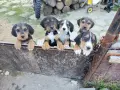 Ловджийско куче , снимка 1