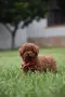 Той пудел Toy poodle, снимка 3
