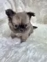 Чихуахуа момиченце, снимка 7