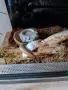 Женски кралски питон с терараиум, снимка 4