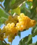 Есенна сладка Маслина (жълта), снимка 2