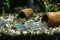Сомче коридорас, зелен коридорас, brochis splendens, снимка 3