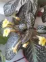 еписция episcia sun gold , снимка 4