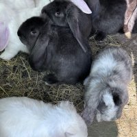 Кочовати зайци, снимка 1 - Други - 44349892