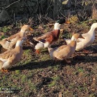 Яйца от крякащи патици, снимка 3 - Кокошки и пуйки - 44404161