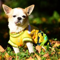  Ръчно бродирани перуански кучешки дрешки различни цветове и размери, снимка 16 - За кучета - 42804804