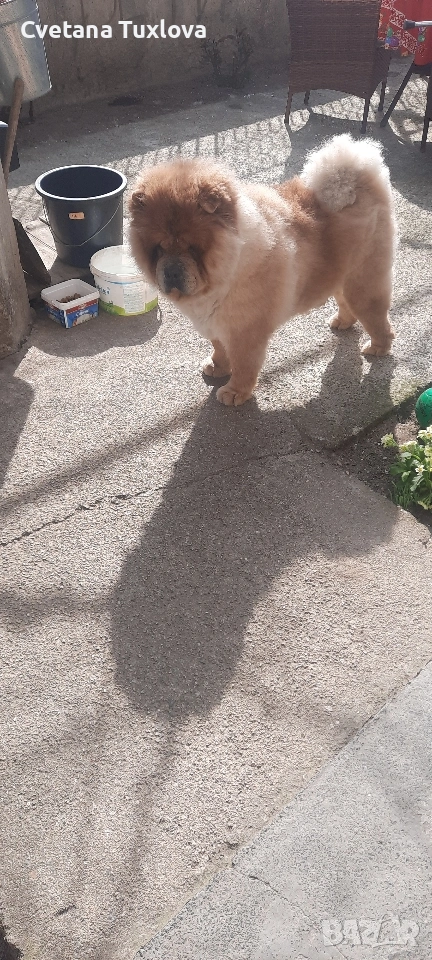 ПОДАРЯВАМ, снимка 1