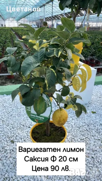 Вариегатен лимон, снимка 1