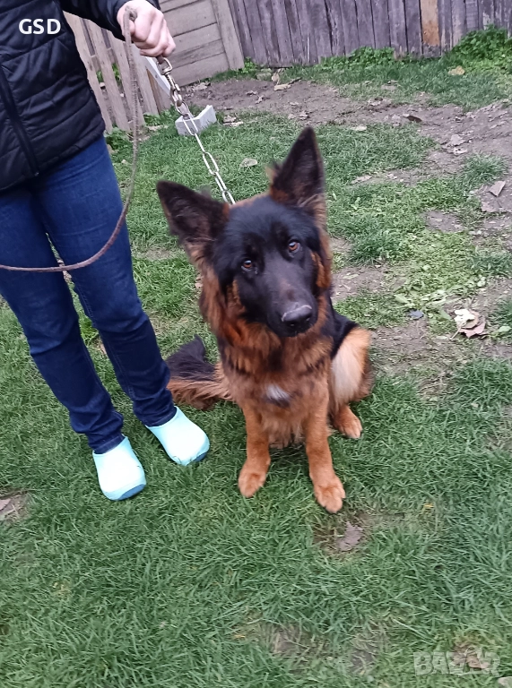 дългокосместа немска овчарка, снимка 1