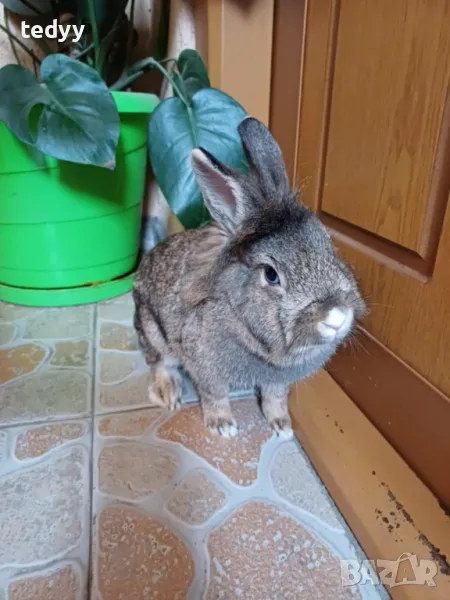 Декоративни зайчета, снимка 1