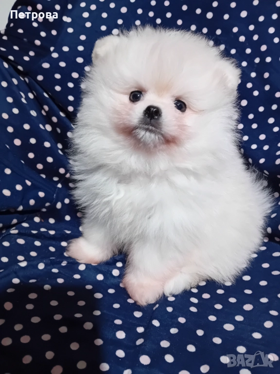 Померанчета момченца, снимка 1