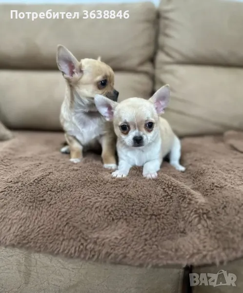 Чихуахуа мини, снимка 1