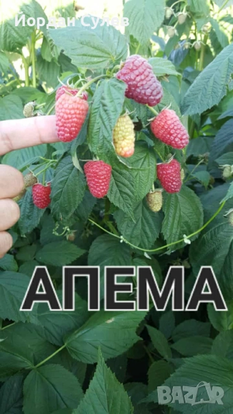 ‼️🌱Здравеите предлагам разсад Малини Със Висок Добив Много Сладки и Ароматни  Глен Ди Люлин и Полка, снимка 1