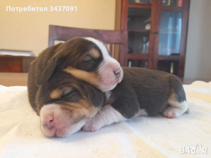 Бигъл,чистокръвни бигълчета, снимка 1