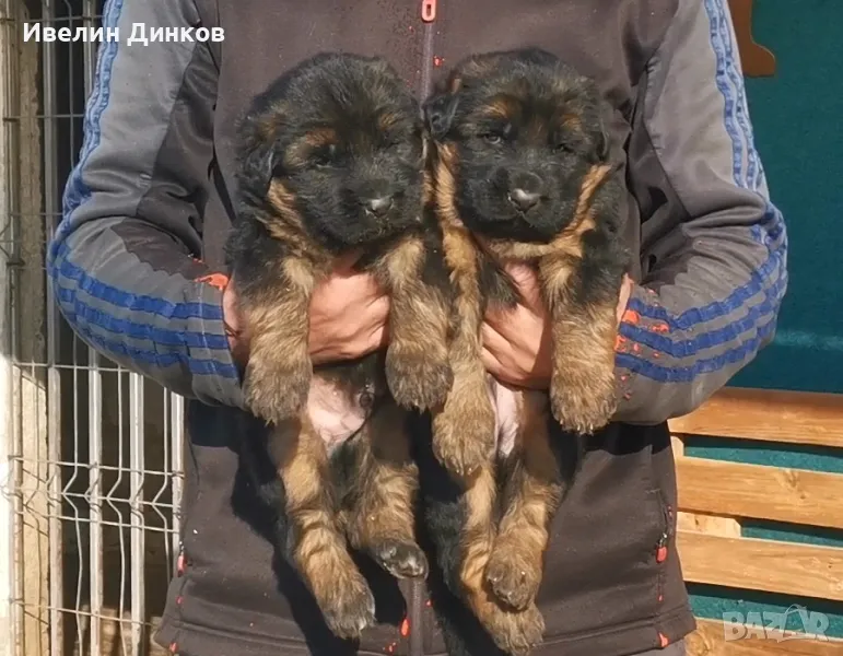 Немски овчарки с родословие от развъдник в Бургас , снимка 1