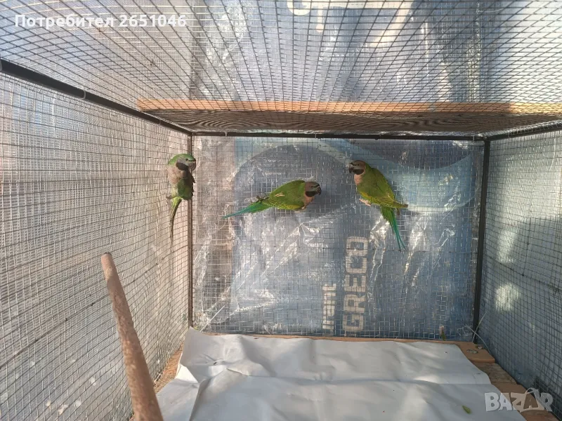 Китайски Александър, снимка 1