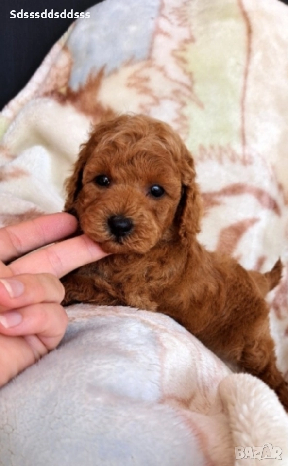 продавам той пудел, снимка 1